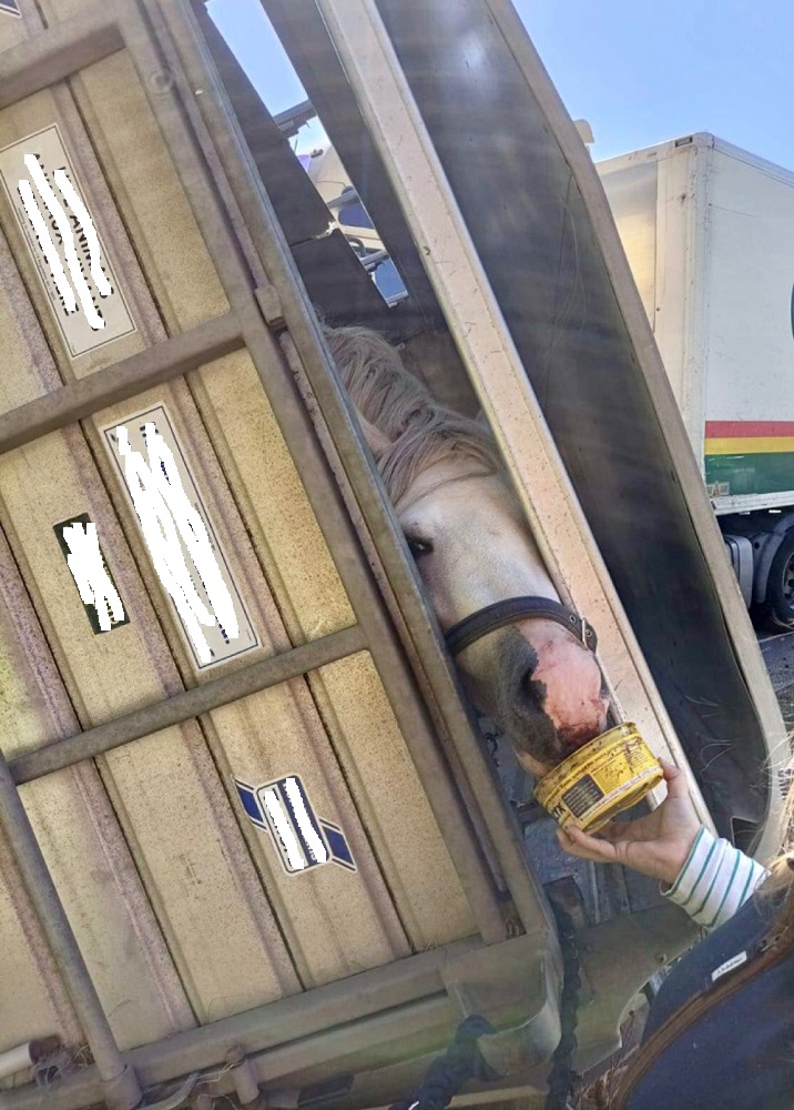 Horse rescue