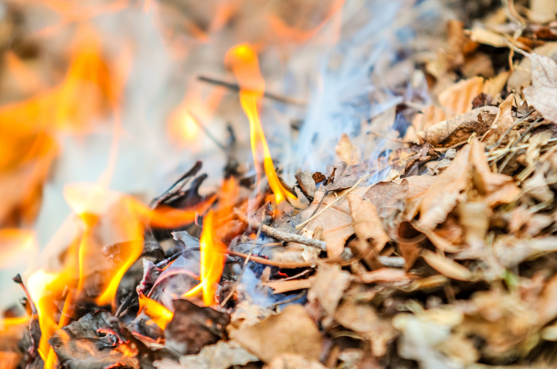 Controlled leaf burn
